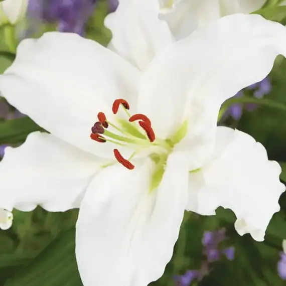 Лилия Фулл Мун восточная