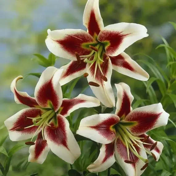 Лилия Беверли Дримс ОТ-гибрид