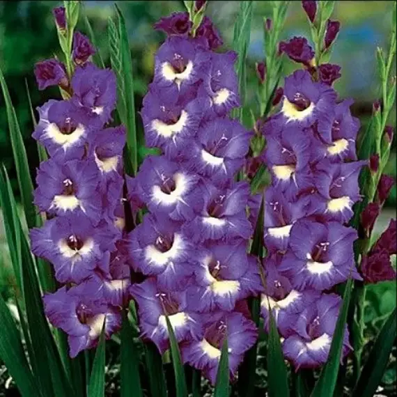 Гладиолус Нори