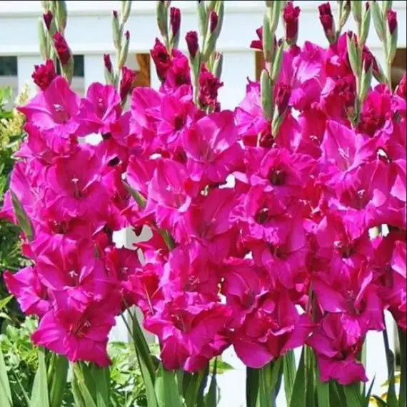 Гладиолус Sugar Plum