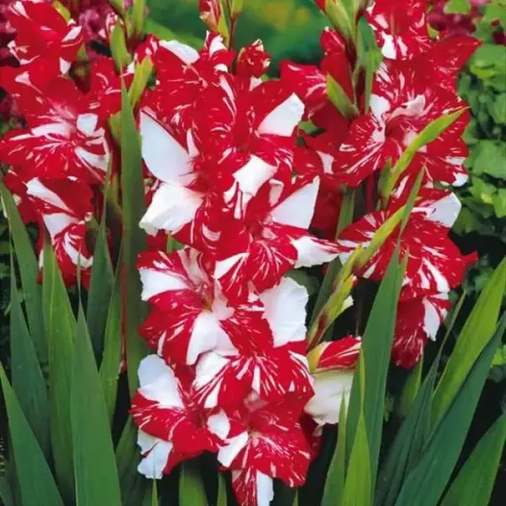 Гладиолус Зизани