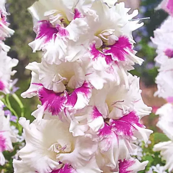 Гладиолус Киров