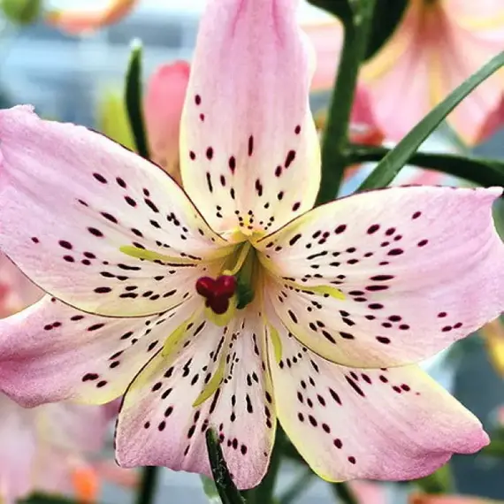 Лилия Корсаж видовая