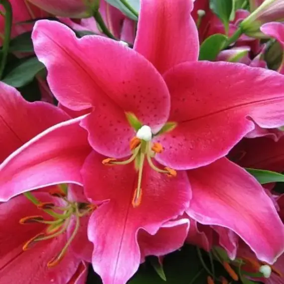 Лилия Арабиан Ред восточная