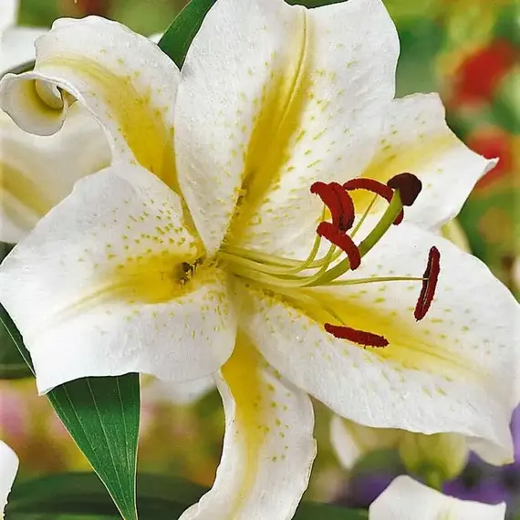 Лилия Венесуэла