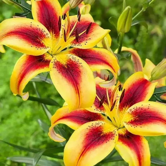 Лилия Вива ла Вида АОА-гибрид