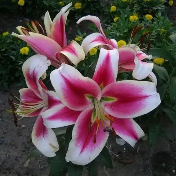 Лилия Бон Ши