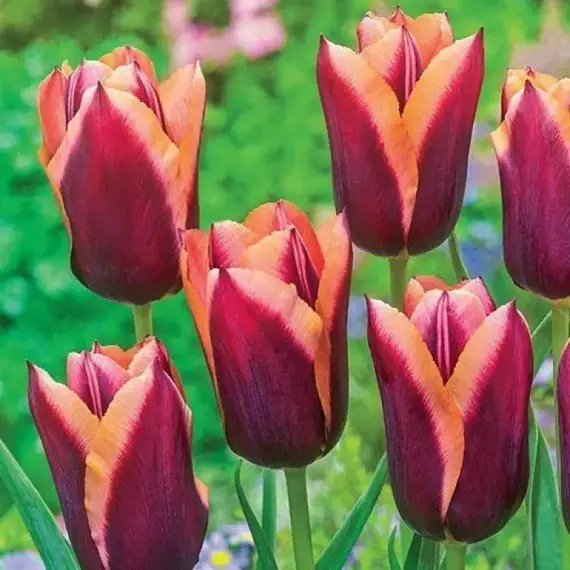 Тюльпан Триумф Слава