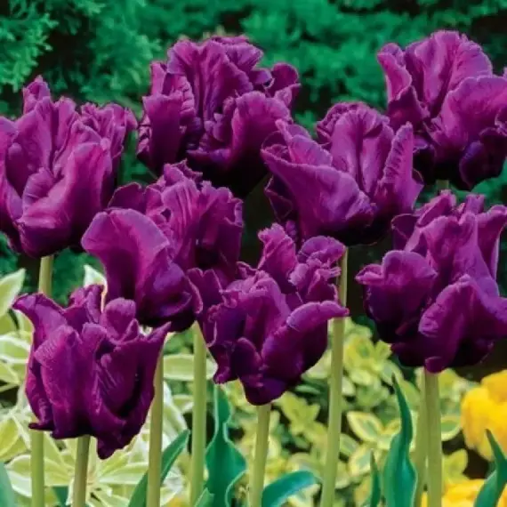 Тюльпан попугайный Виктория Сикрет