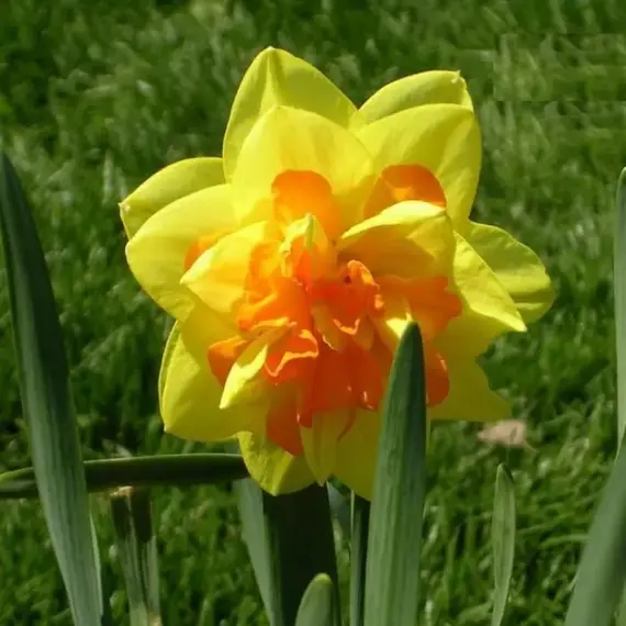 Нарцисс Техас