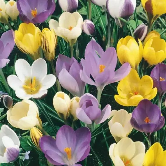 Крокус ботанический Смесь красок