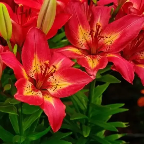 Лилия Арсенал азиатская