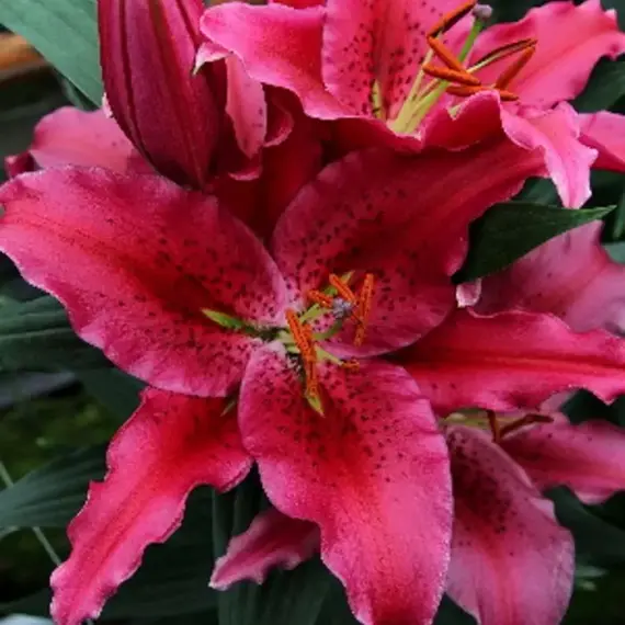 Лилия Уан Лав восточная