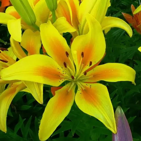 Лилия Полианна азиатская