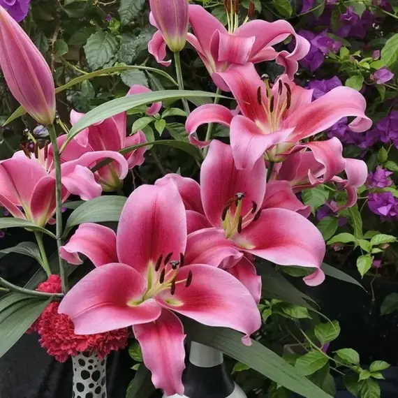 Лилия Далиан ОТ-гибрид