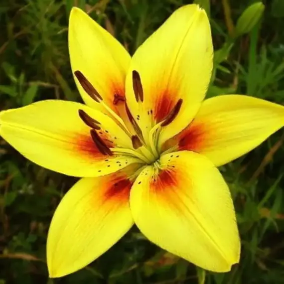 Лилия Гранд Крю азиатская