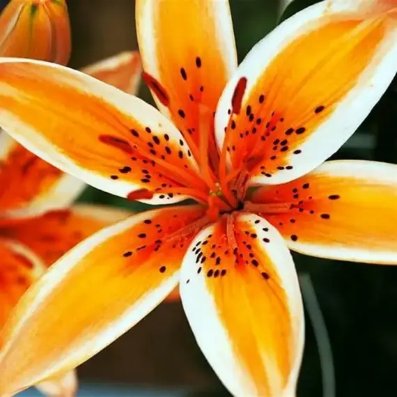 Лилия Оранж Электрик азиатская