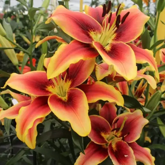 Лилия Авалон Сансет АОА-гибрид