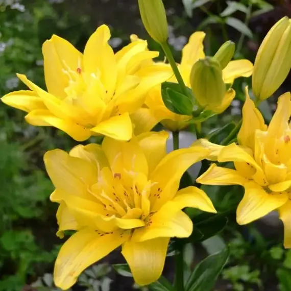 Лилия Сандью азиатская махровая