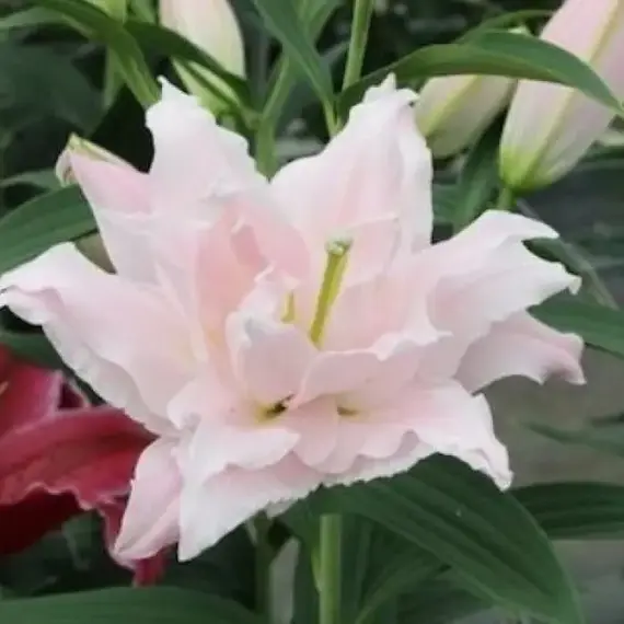 Лилия Амистад восточная махровая