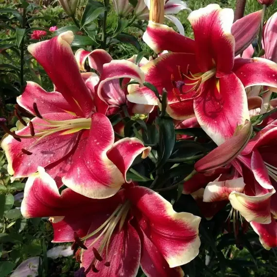 Лилия Африкан Леди ОТ-гибрид