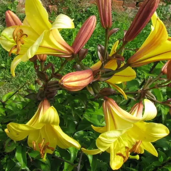 Лилия Голден Сплендор трубчатая