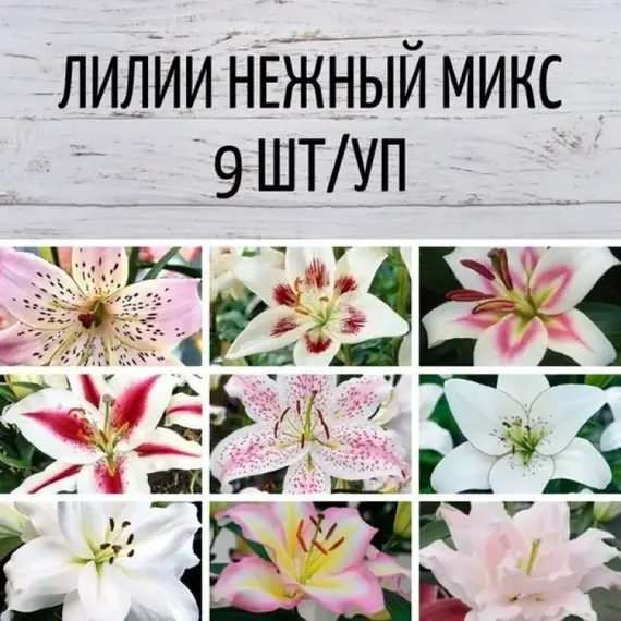 Лилии Нежный микс
