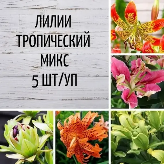 Лилии Тропический микс