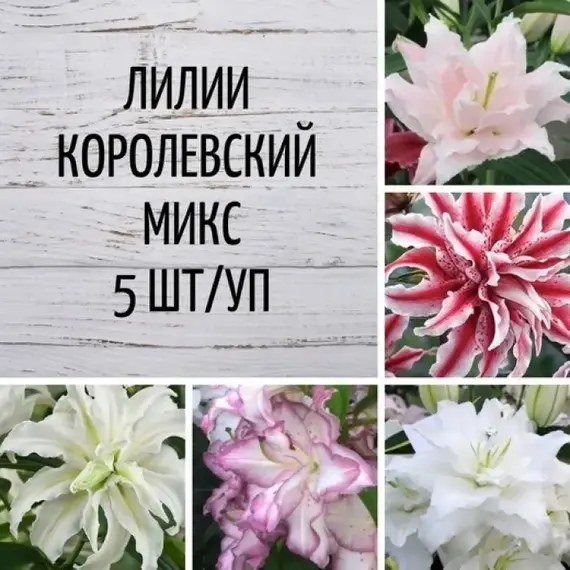Лилии Королевский микс