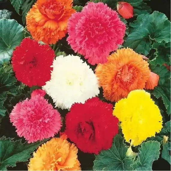 Бегония бахромчатая смесь