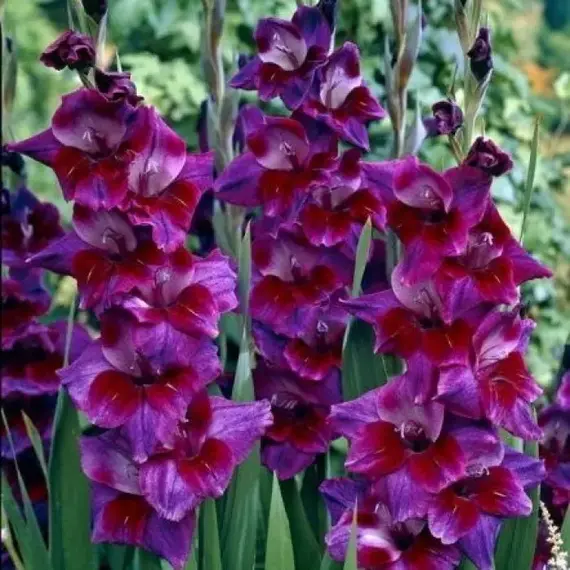 Гладиолус Вельвет Айз