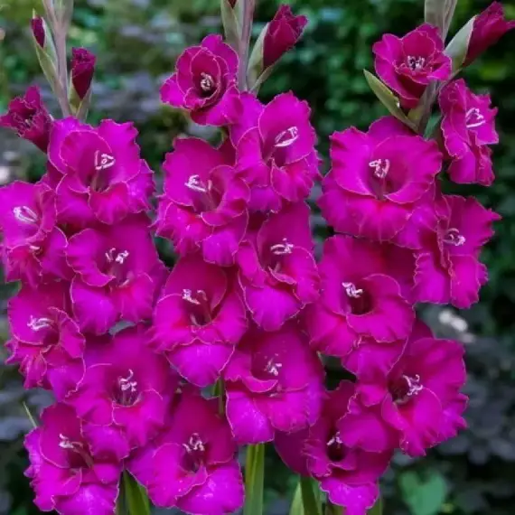 Гладиолус Кобра