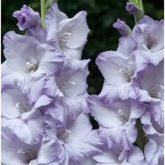 Гладиолус Свит Блю