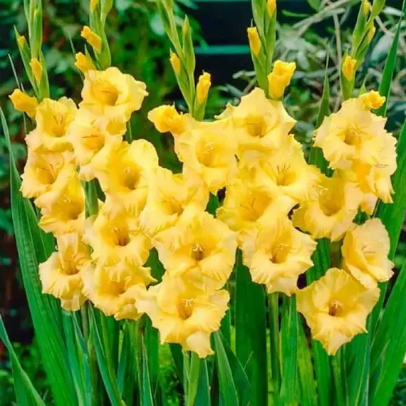 Гладиолус Йеллоу Стар