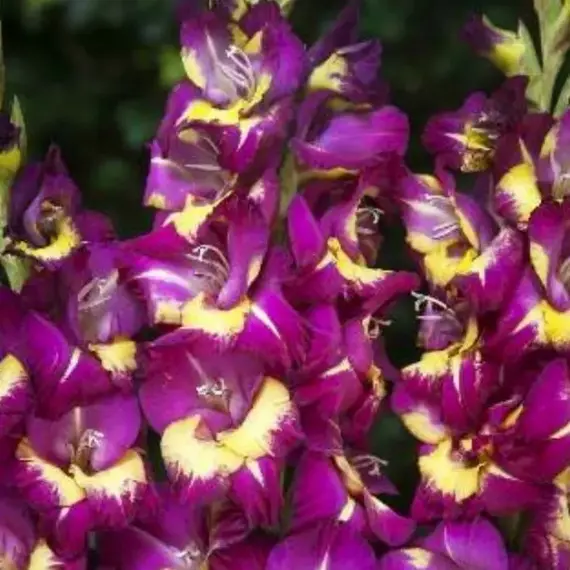 Гладиолус Сишор