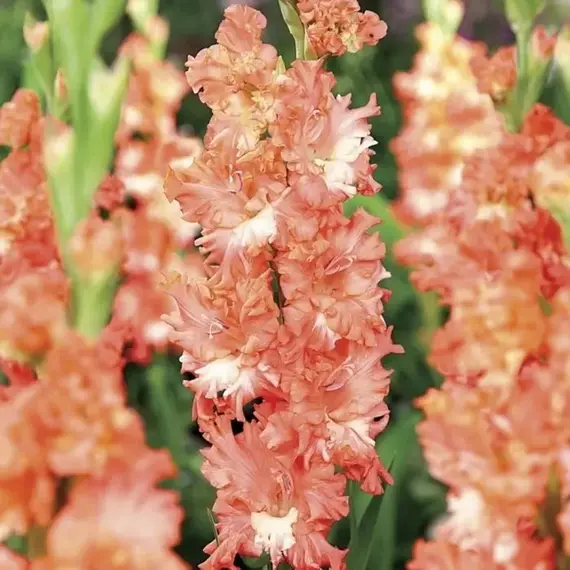 Гладиолус Байла Морена