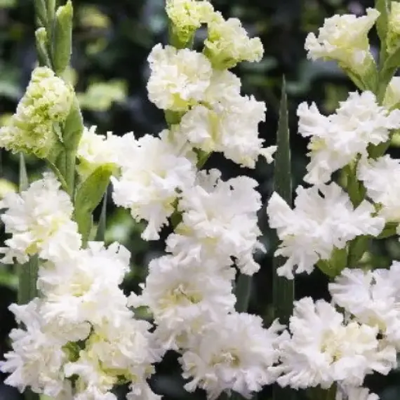 Гладиолус Октопус