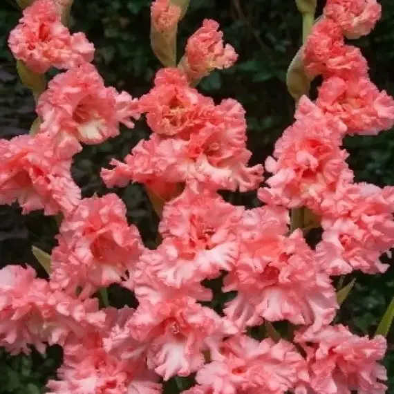 Гладиолус Рикс Фриззл