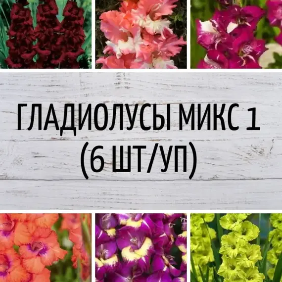 Гладиолусы микс 1