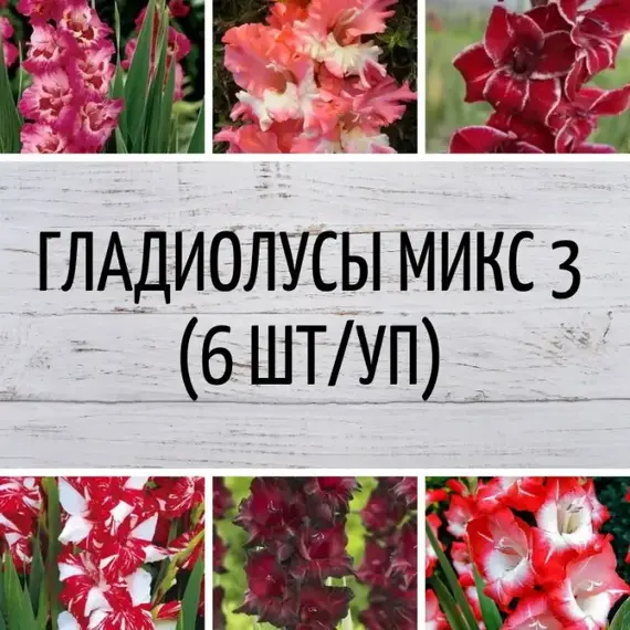 Гладиолусы микс 3