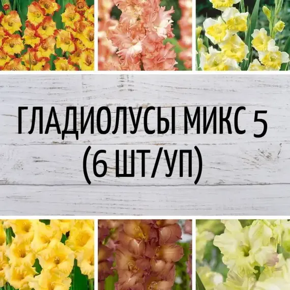 Гладиолусы микс 5