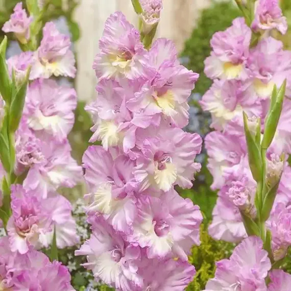 Гладиолус Владивосток