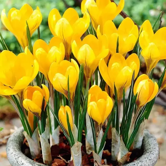 Крокус Golden Yellow