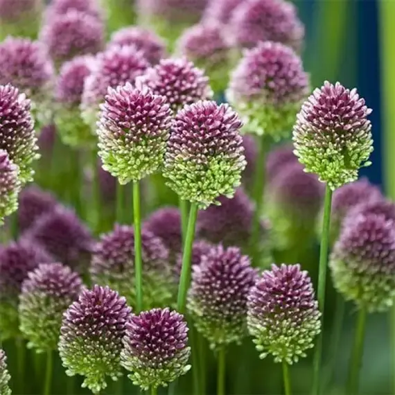 Аллиум (Лук декоративный) Круглоголовый