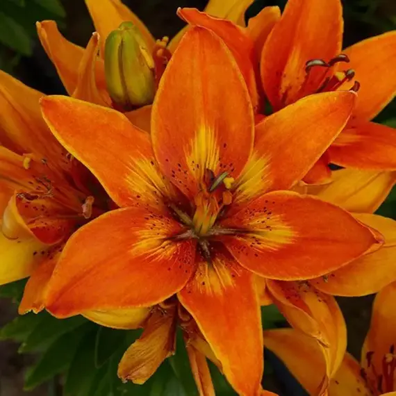 Лилия Бернинг Джой азиатская