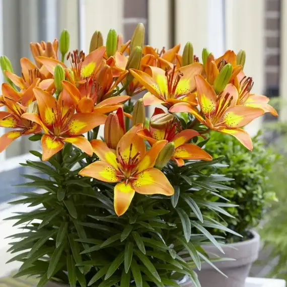 Лилия Брайт Джой азиатская