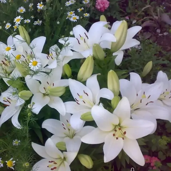 Лилия Арахон ЛА-гибрид