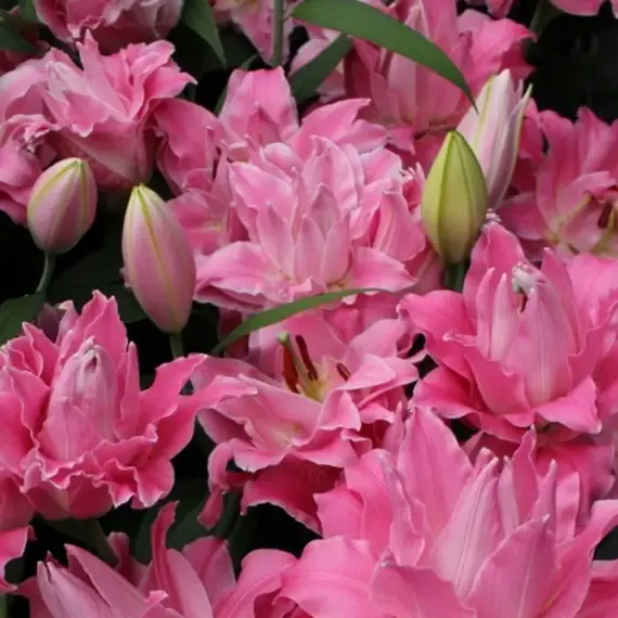 Лилия Дримлайн восточная махровая