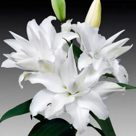 Лилия Май Веддинг восточная махровая