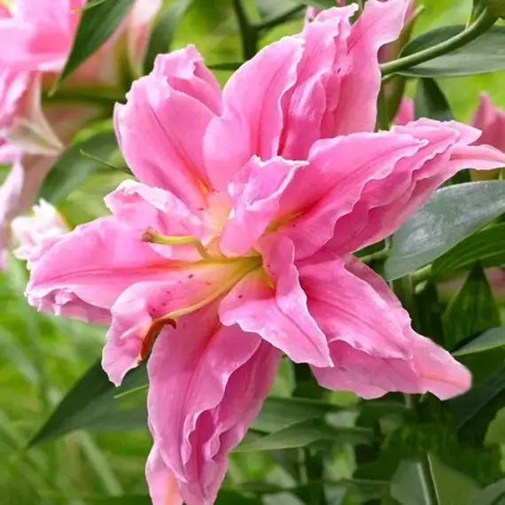 Лилия Юник восточная махровая